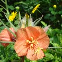Oenothera versicolor fleur